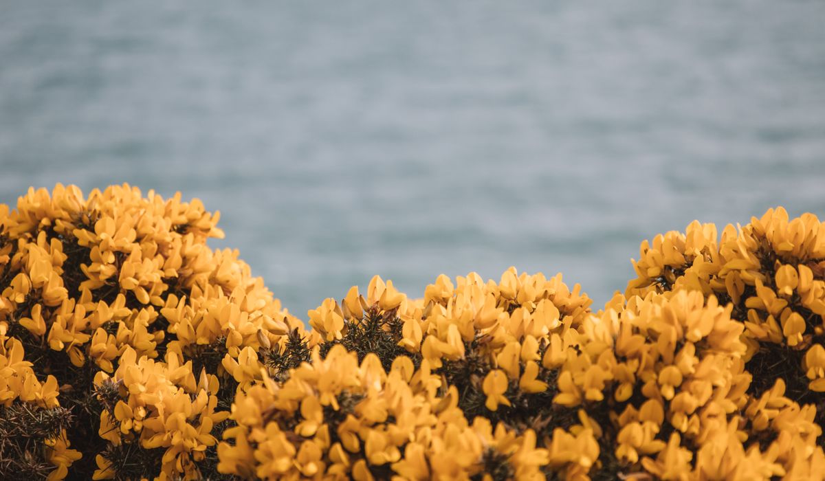 A Beginner's Guide to Identifying Common British Trees