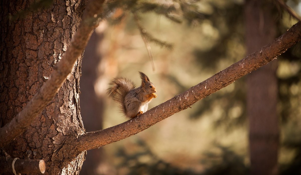 A Beginner's Guide to Nature Photography Ethics
