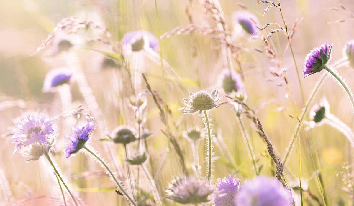 A Year of British Seasonal Wild Flowers