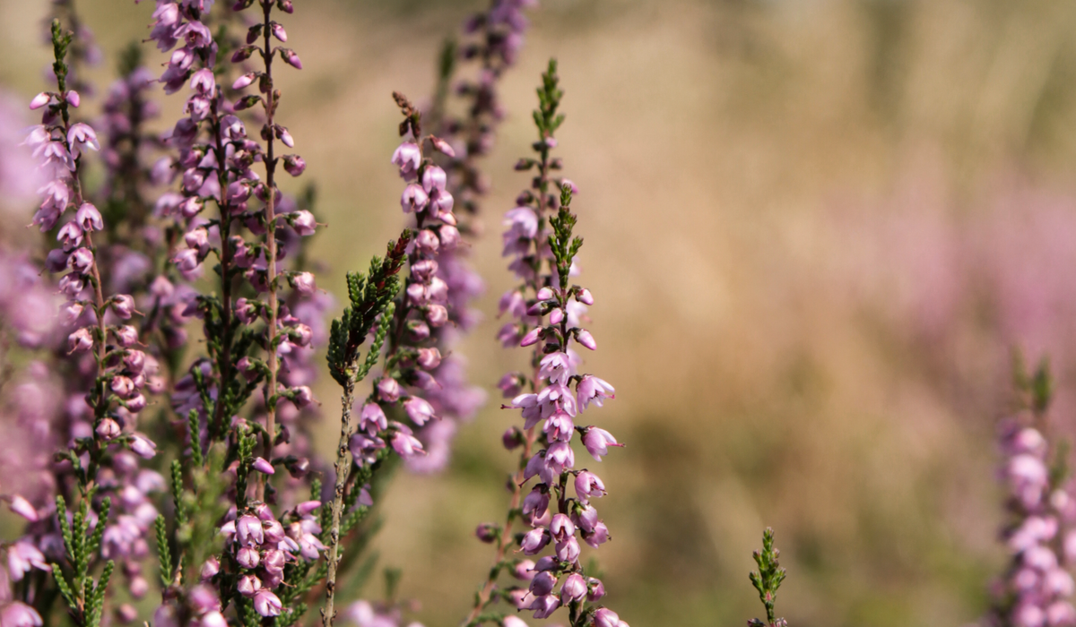 Creating a Wildlife-Friendly Garden in Small Spaces