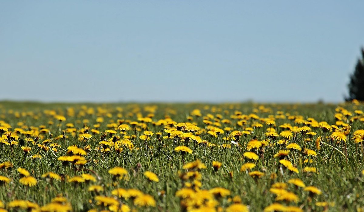 How to Leave No Trace in the Countryside