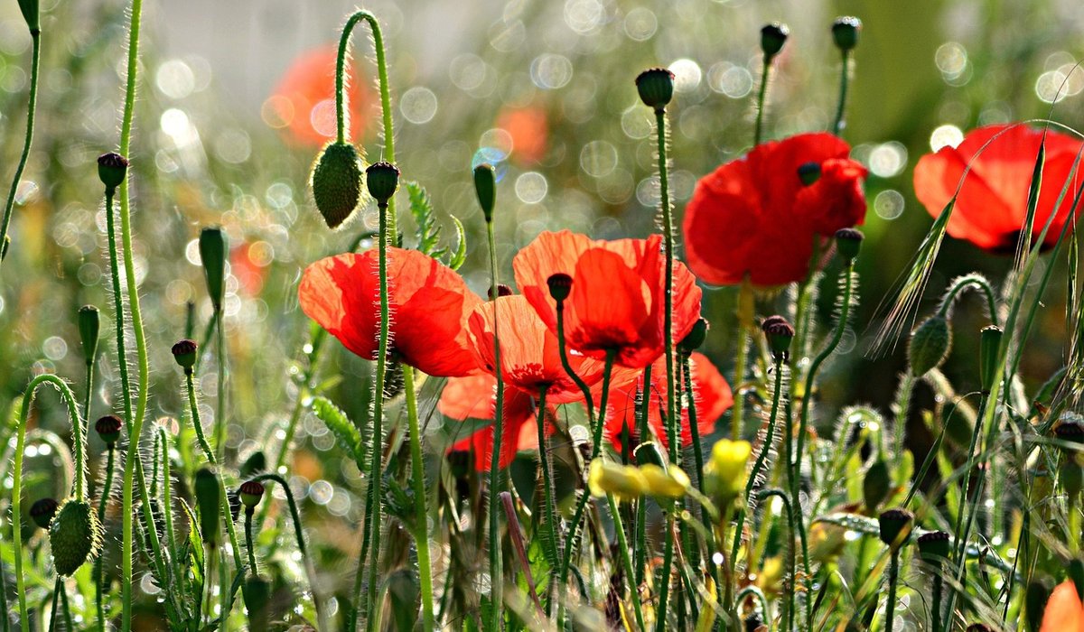 Simple Ways to Support Pollinators This Spring