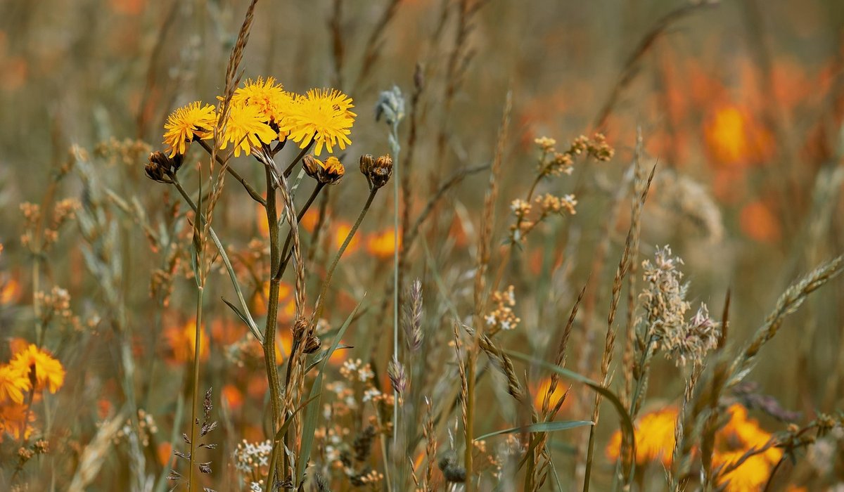Understanding Hedgerows and Their Wildlife Value