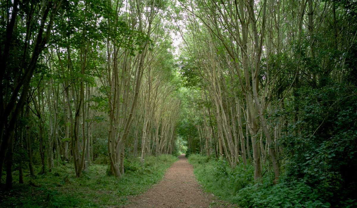 Where to See Bluebells in Ancient Woodland